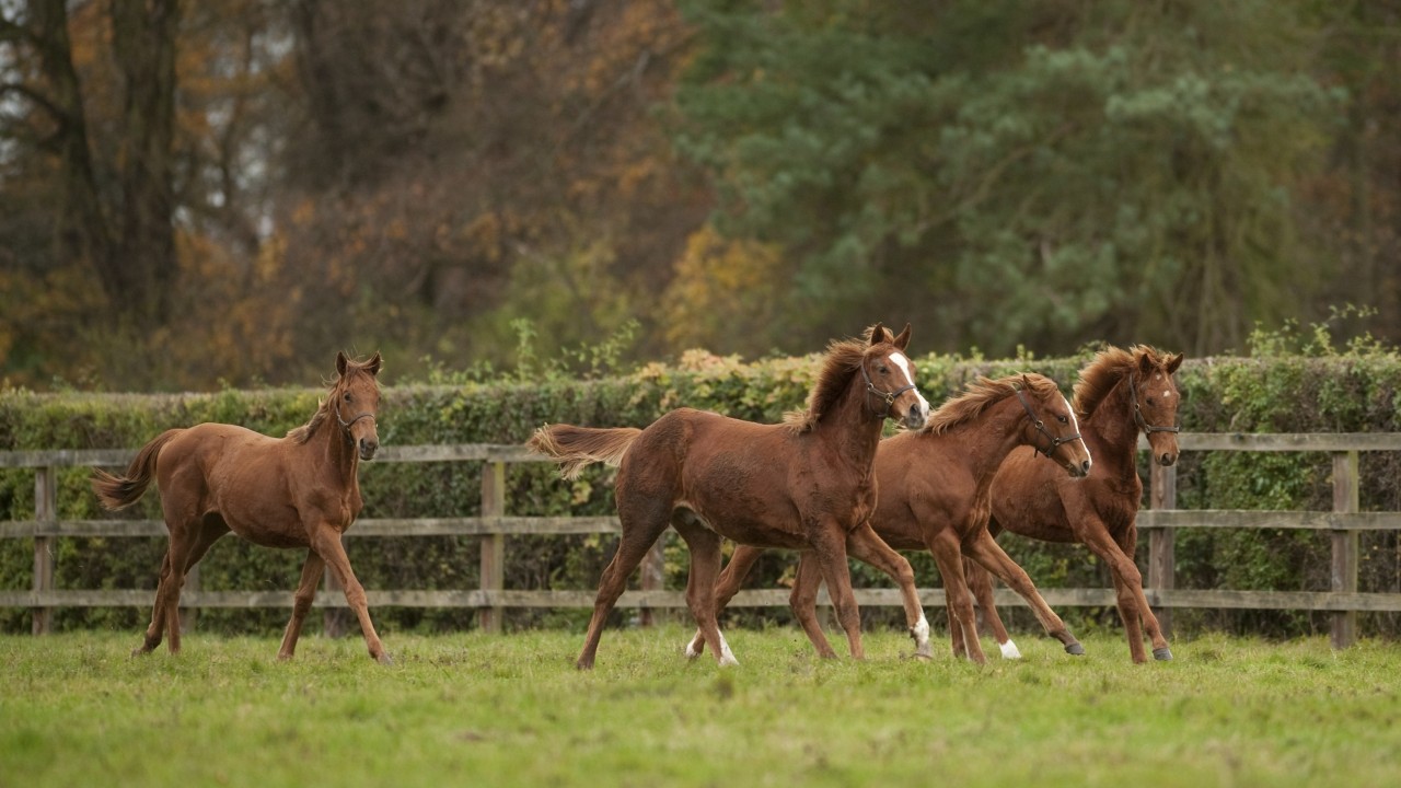 Thoroughbred Foals For Sale